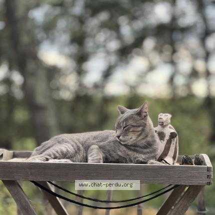 Photo 3/3 Boogie Chat perdu à Saint drezery