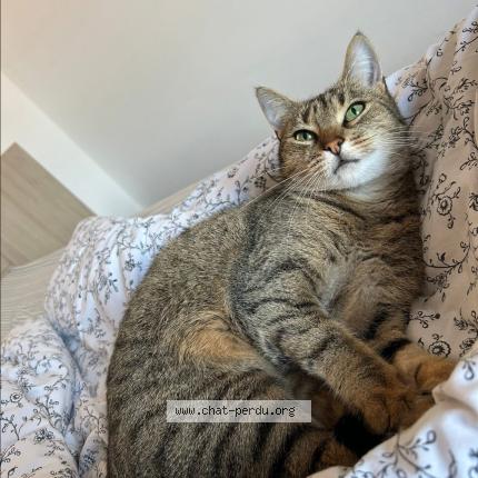 Photo 1/1 Pia Chat perdu à Etaples