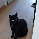 Photo de chat perdu à Laeken