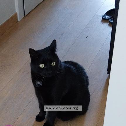 Photo 1/1 Coco Chat perdu à Laeken