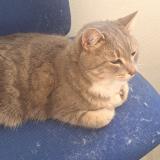 Photo de chat trouvé à Aix Les Milles