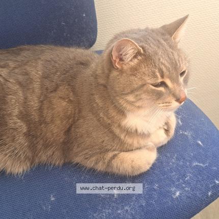 Photo 1/1 Chat trouvé Trouvé à Aix les milles