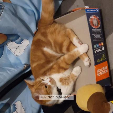 Photo 1/1 Chat retrouvé Perdu à Gap