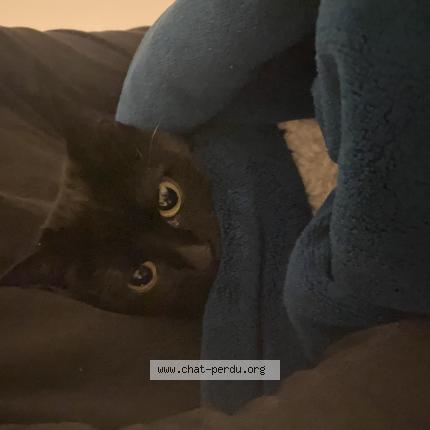 Photo 1/1 Jiji Chat perdu à Paris