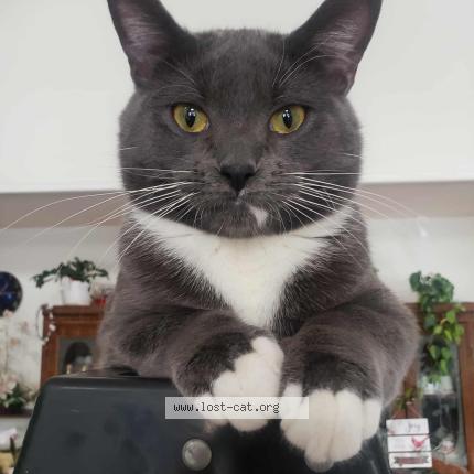 Photo 1/1 Kai Chat perdu à Edmonton