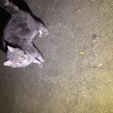 Photo de chat trouvé à Charleville Mezieres