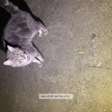 Photo 1/1 Chat trouvé Trouvé à Charleville mezieres
