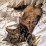 Photo de chat perdu à Palaiseau