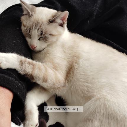 Photo 1/1 Mimi Chat perdu à Pouilly sous charlieu