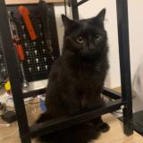 Photo de chat perdu à Saintines