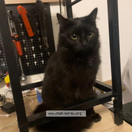 Photo 1/1 Mao Chat perdu à Saintines