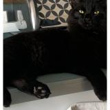 Photo de chat perdu à Puygouzon