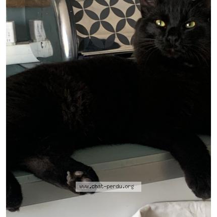 Photo 1/1 Salem Chat perdu à Puygouzon