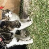 Photo de chat trouvé à Colomiers