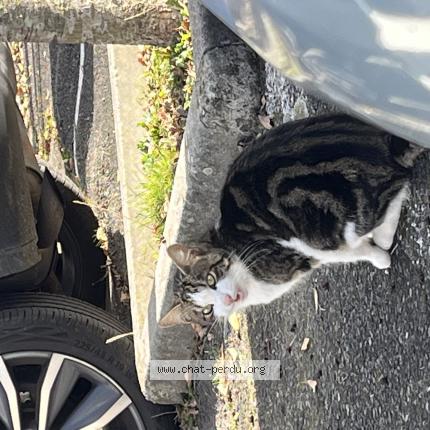 Photo 2/4 Chat trouvé Trouvé à Colomiers