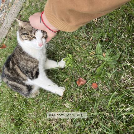 Photo 3/4 Chat trouvé Trouvé à Colomiers