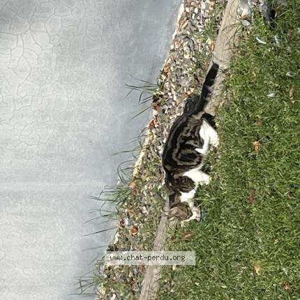 Photo 4/4 Chat trouvé Trouvé à Colomiers