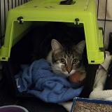 Photo de chat perdu à Tremblay En France