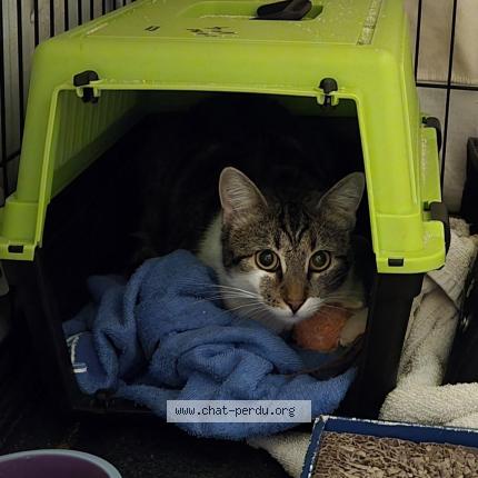 Photo 1/3 Furie Chat perdu à Tremblay en france