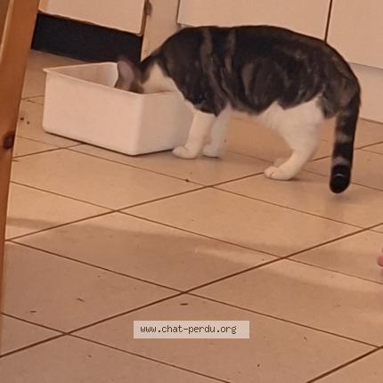 Photo 2/3 Furie Chat perdu à Tremblay en france