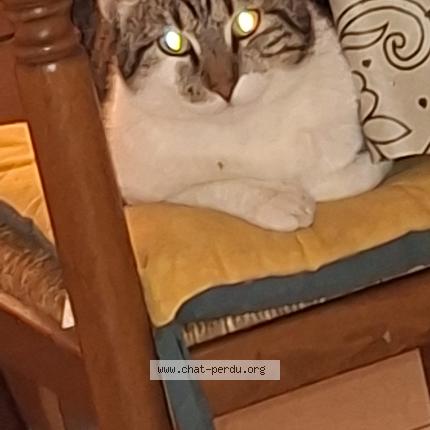 Photo 3/3 Furie Chat perdu à Tremblay en france