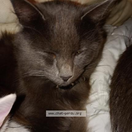 Photo 1/2 Wolf Chat perdu à Rouillac