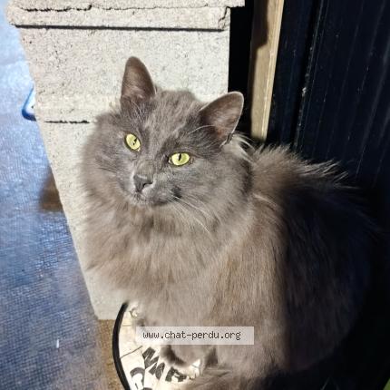 Photo 2/2 Wolf Chat perdu à Rouillac