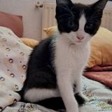 Photo de chat perdu à Montpellier