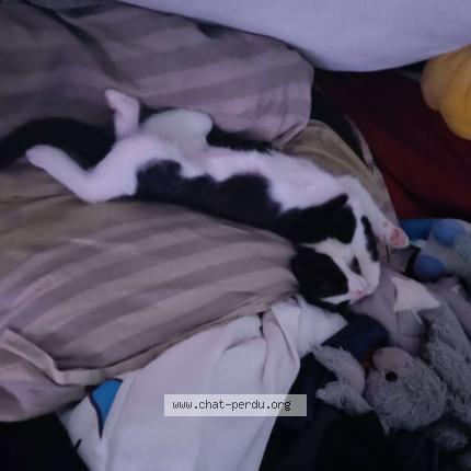 Photo 2/2 Chat retrouvé Perdu à Montpellier