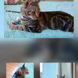 Photo de chat perdu à Toulon