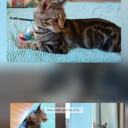 Photo 1/1 Chat retrouvé Perdu à Toulon