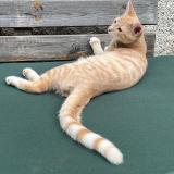 Photo de chat perdu à La Membrolle Sur Choisille