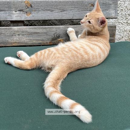 Photo 1/1 yoda Chat perdu à La membrolle sur choisille