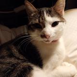 Photo de chat perdu à Rouillac