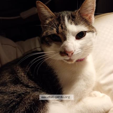 Photo 1/1 Tibou Chat perdu à Rouillac