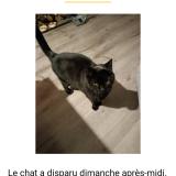 Photo de chat perdu à Trondes