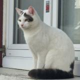 Photo de chat perdu à Neuville Sur Oise