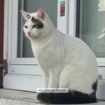Photo 1/1 Titi Chat perdu à Neuville sur oise