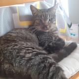 Photo de chat perdu à Montval Sur Loir Chateau Du Loi