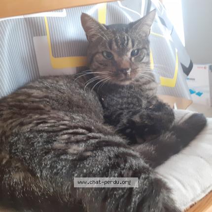 Photo 1/1 Chat retrouvé Perdu à Montval sur loir chateau du loi