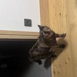 Photo de chat perdu à Villaz