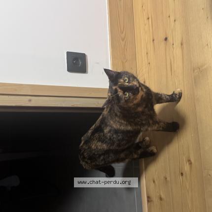 Photo 1/1 Pistache Chat perdu à Villaz