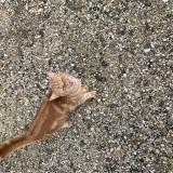 Photo de chat trouvé à Carlepont