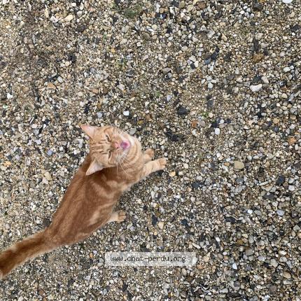 Photo 1/1 Chat trouvé Trouvé à Carlepont