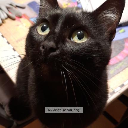 Photo 1/1 Moustache Chat perdu à Savonnieres