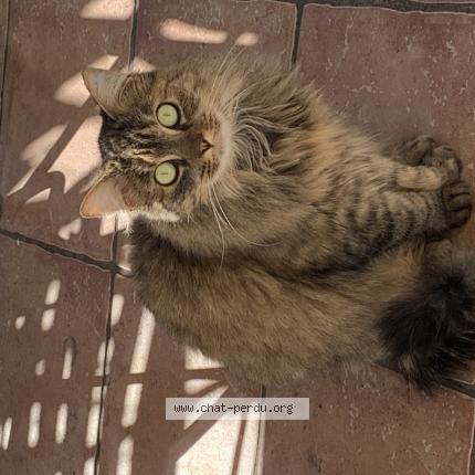 Photo 1/1 Chat trouvé Trouvé à Pernes les fontaines