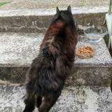 Photo de chat trouvé à Loches