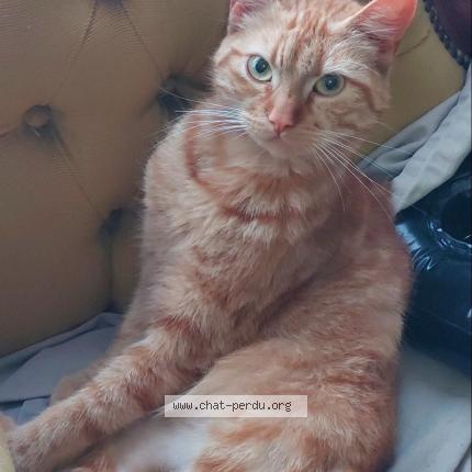 Photo de chat perdu à Cherbourg En Cotentin