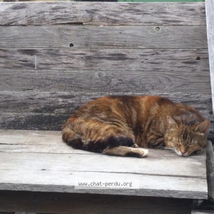 Photo 1/1 Chat retrouvé Perdu à La baleine