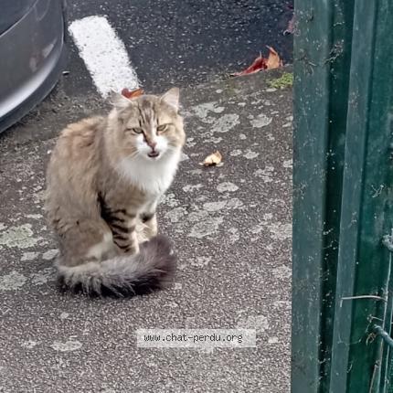 Photo 1/1 Chat trouvé Trouvé à Chateau gontier